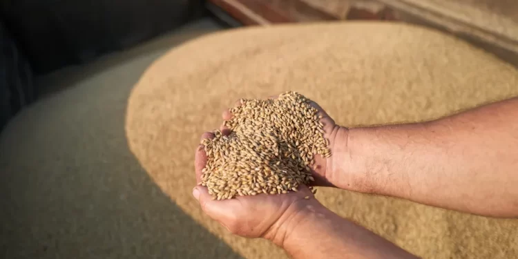 An agricultural worker unload cereals from a combine as workers harvest a large field of barley near the border with Russia in the Chernihiv region on August 30, 2023 in Chernihiv, Ukraine.