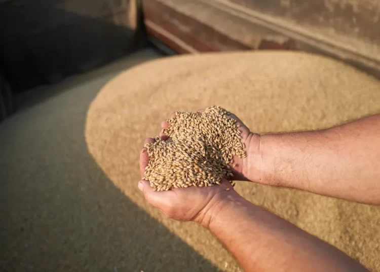 An agricultural worker unload cereals from a combine as workers harvest a large field of barley near the border with Russia in the Chernihiv region on August 30, 2023 in Chernihiv, Ukraine.