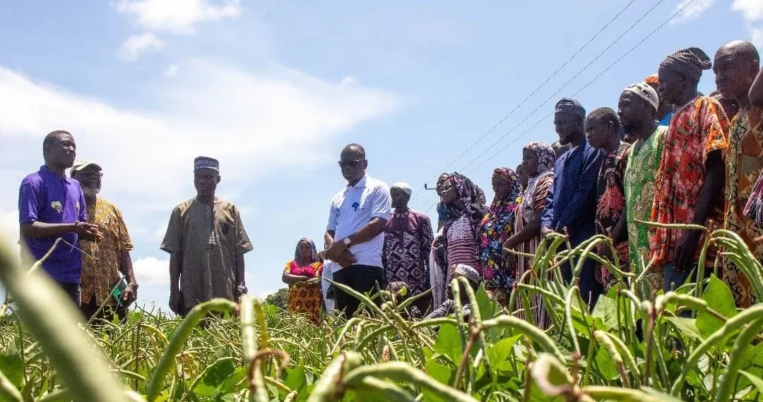 Cowpea Farmers Express Readiness to Adopt BT Cowpea Seed 1 Cowpea Farmers Express Readiness to Adopt BT Cowpea Seed