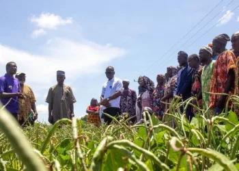 Cowpea Farmers Express Readiness to Adopt BT Cowpea Seed
