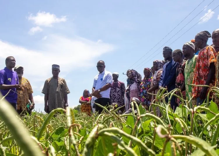 Cowpea Farmers Express Readiness to Adopt BT Cowpea Seed