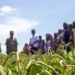 Cowpea Farmers Express Readiness to Adopt BT Cowpea Seed