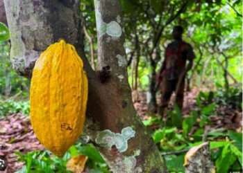Ivory Coast In Fresh Stand-Off With Cocoa Buyers Over Premium