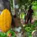 Ivory Coast In Fresh Stand-Off With Cocoa Buyers Over Premium