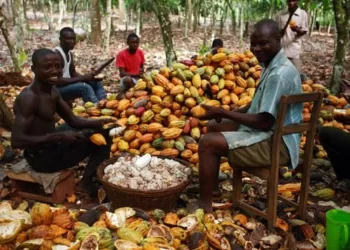 COCOBOD Collapsed- Cocoa Farmers Association Tackles Gov’t