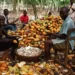 COCOBOD, A Collapsed Institution- Cocoa Farmers Association Tackles Gov’t 13 COCOBOD Collapsed- Cocoa Farmers Association Tackles Gov’t