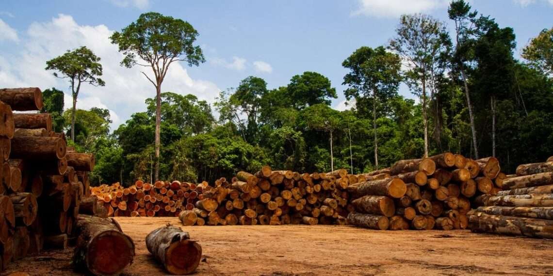 Sustainable Management of Natural Resources Critical for Africa’s Future 1 brazilian amazon lumber