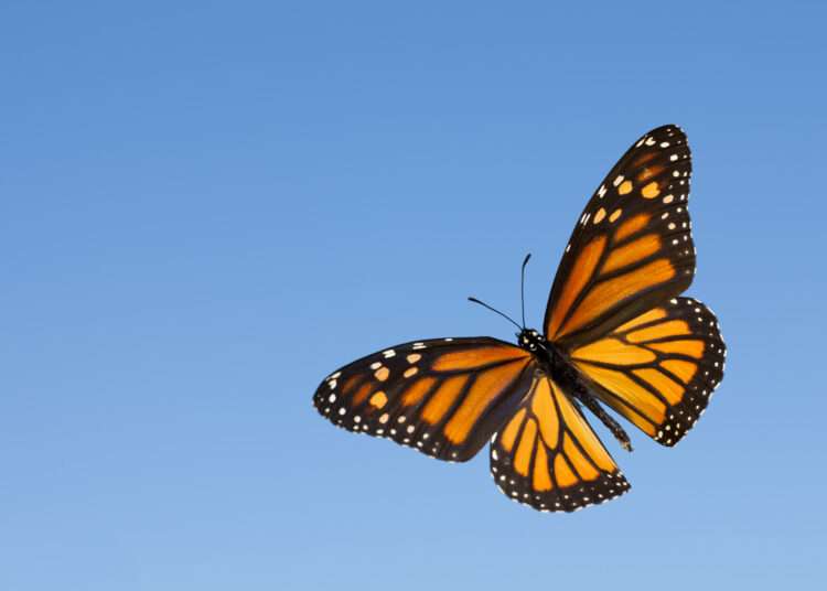 Monarch Butterfly.
