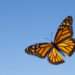 The Butterfly to Spell Demise for Ghana’s Two Party System Or Just A New Symbolism? 11 Monarch Butterfly.