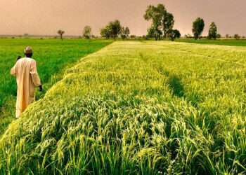 AfDB President Highlights Africa's Trillion-Dollar Food and Agribusiness Sector 1 AfDB President Highlights Africa's Trillion-Dollar Food and Agribusiness Sector