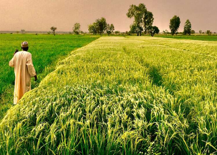 AfDB President Highlights Africa's Trillion-Dollar Food and Agribusiness Sector 1 AfDB President Highlights Africa's Trillion-Dollar Food and Agribusiness Sector