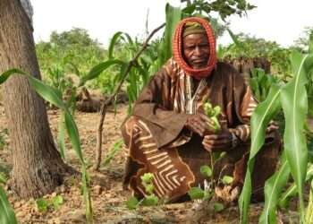 IUCN Instructs Farmers Not to Cut Down Trees in their Farms