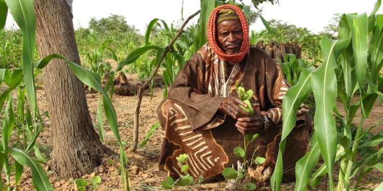 IUCN Instructs Farmers Not to Cut Down Trees in their Farms