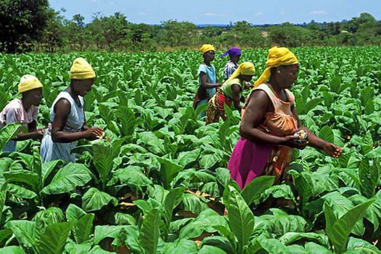 MOFA's Procurement Initiatives Propel Ghana's Food Security Agenda 1 29 1