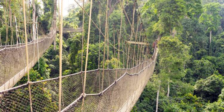 CSO Demands Reconsideration Of Mining Law On Forest Reserves 1 Kakum National Park.