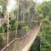 CSO Demands Reconsideration Of Mining Law On Forest Reserves 11 Kakum National Park.