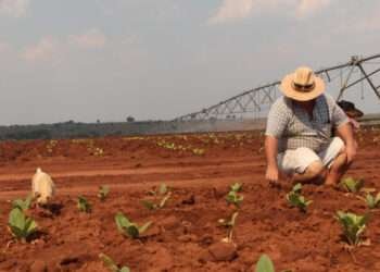 Zimbabwe White farmers e1634823858629