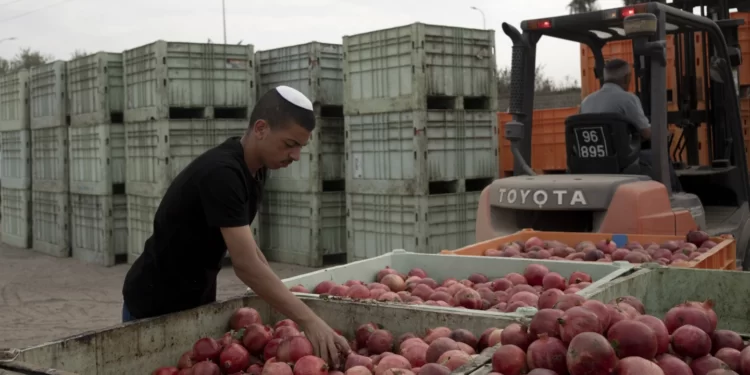 War Bleeds On Israel’s Agric Sector 1 A man sorts pomegranates.