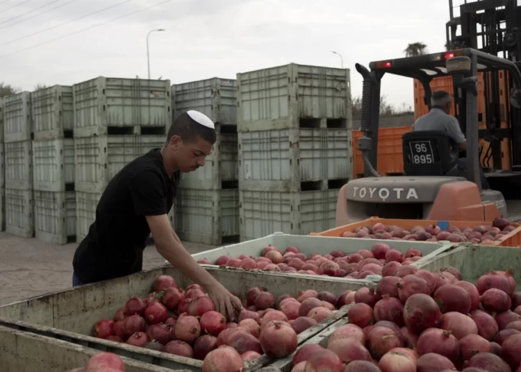 War Bleeds On Israel’s Agric Sector 1 A man sorts pomegranates.