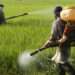 PFAG Commends Government's Tax Exemptions On Agro-Inputs 13 File photo.