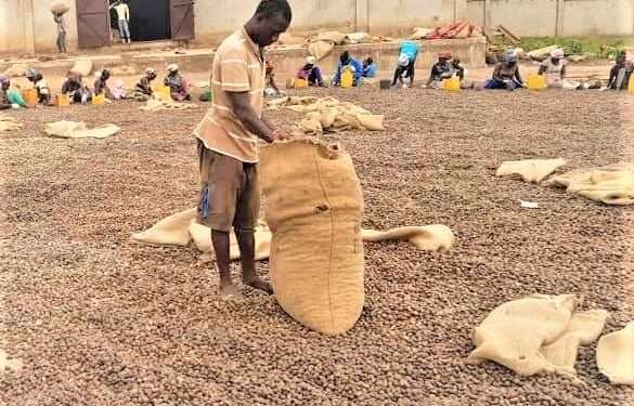 EU Commits to Sustainable Cashew Production and Economic Growth in Africa