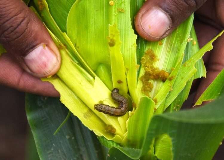 Researchers Pave the Way for Sustainable Armyworm Control with Biological Agents