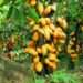 Ghana’s Cocoa Sector in Crisis Over $263M Loan Outcome