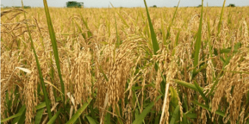 Ghana Could Match Vietnam’s Rice Exports – IFS Pushes for Creation of Rice Development Board
