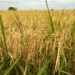 Ghana Could Match Vietnam’s Rice Exports – IFS Pushes for Creation of Rice Development Board