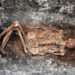Ancient Skeletons Give Clues To Modern Medical Mysteries