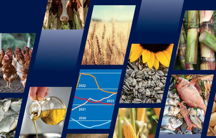 FAO Forecasts Price Increase for Food Staples in 2024: Implications for West Africa 1 food outlook nov 2023 1