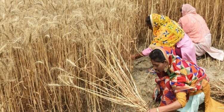Global Food Production At Risk Threat as Climbing Temperatures Endanger Farmers' Physical Capacity to Work 1 Global Food Production At Risk Threat as Climbing Temperatures Endanger Farmers' Physical Capacity to Work