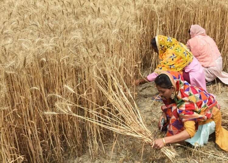 Global Food Production At Risk Threat as Climbing Temperatures Endanger Farmers' Physical Capacity to Work