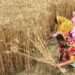 Global Food Production At Risk Threat as Climbing Temperatures Endanger Farmers' Physical Capacity to Work