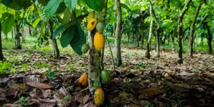 Ghana Battles Cocoa Crisis: Over 500,000 Hectares Lost to Swollen Shoot Virus Disease