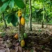Ghana Battles Cocoa Crisis: Over 500,000 Hectares Lost to Swollen Shoot Virus Disease