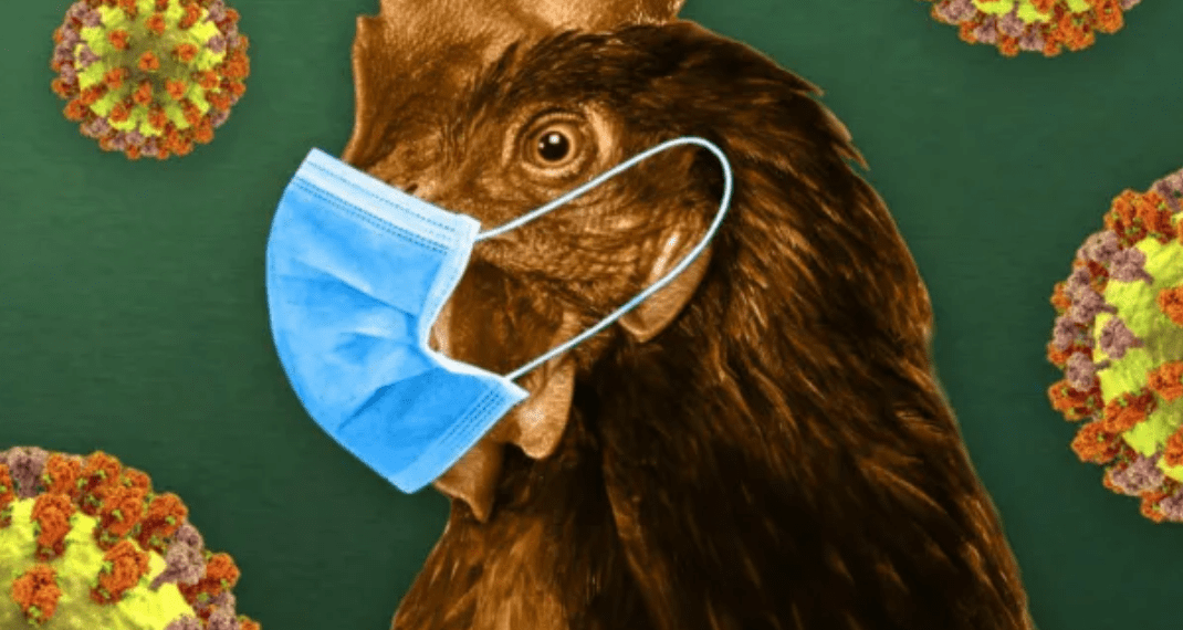 Agriculture Ministry Ordered to Swiftly Disburse GH¢1.8 Million to Bird Flu-Affected Farmers