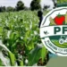 Government Launches Second Phase Of Planting For Food And Jobs 13 Planting for Food and Jobs.