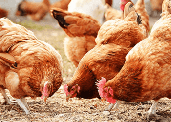 Poultry Farmers Urge Government to Develop Clear Policy for Industry Sustainability