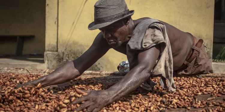 Cocoa Farmer Dry Cocoa Beans