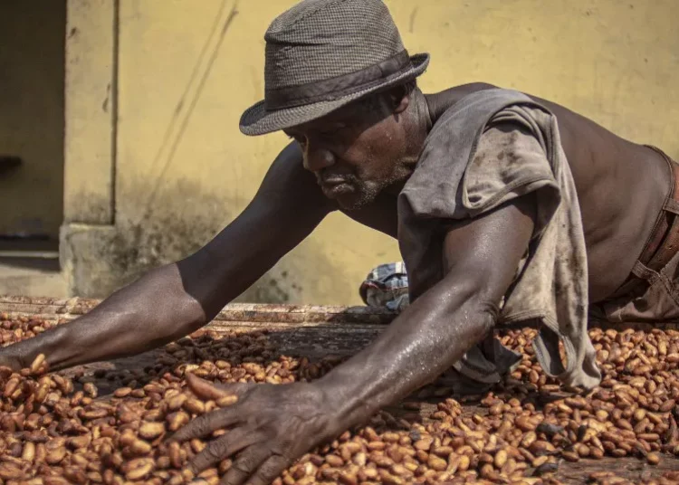 Cocoa Farmer Dry Cocoa Beans