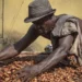 Cocoa Farmer Dry Cocoa Beans