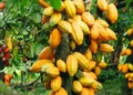Cocoa trees with pods