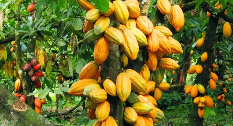 Rising Prices Threaten Chocolate Industry 1 Ivory Coast Cocoa Exports Threatened By U.S. Tariff Plan