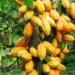 Ivory Coast Cocoa Exports Threatened By U.S. Tariff Plan