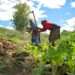 Farmers