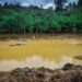 Farmers Association Criticizes Politicians for Inciting Violence 12 Mining in Cocoa Farms