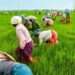 Farmers at a farmland