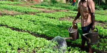MTN Foundation Bets on Technology Driven Agriculture to Cut Ghana’s $2bn Food Import Bill