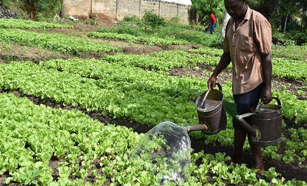 Vegetables in Accra Contaminated With Faeces and Mercury- New Study 1 MTN Foundation Bets on Technology Driven Agriculture to Cut Ghana’s $2bn Food Import Bill